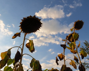 Цього року в Україні вироблено на 157% більше соняшникового насіння